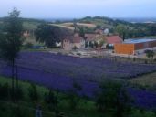 monks produce lavender oil